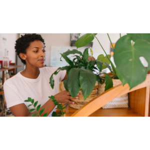 Read more about the article 3 Houseplants That Can Transform Your Home and Well-being